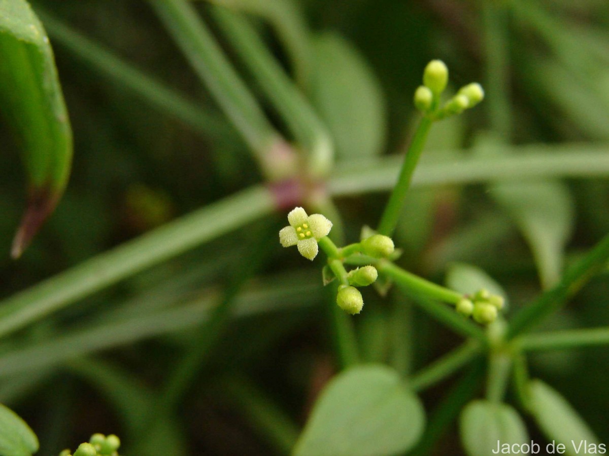Rubia cordifolia L.